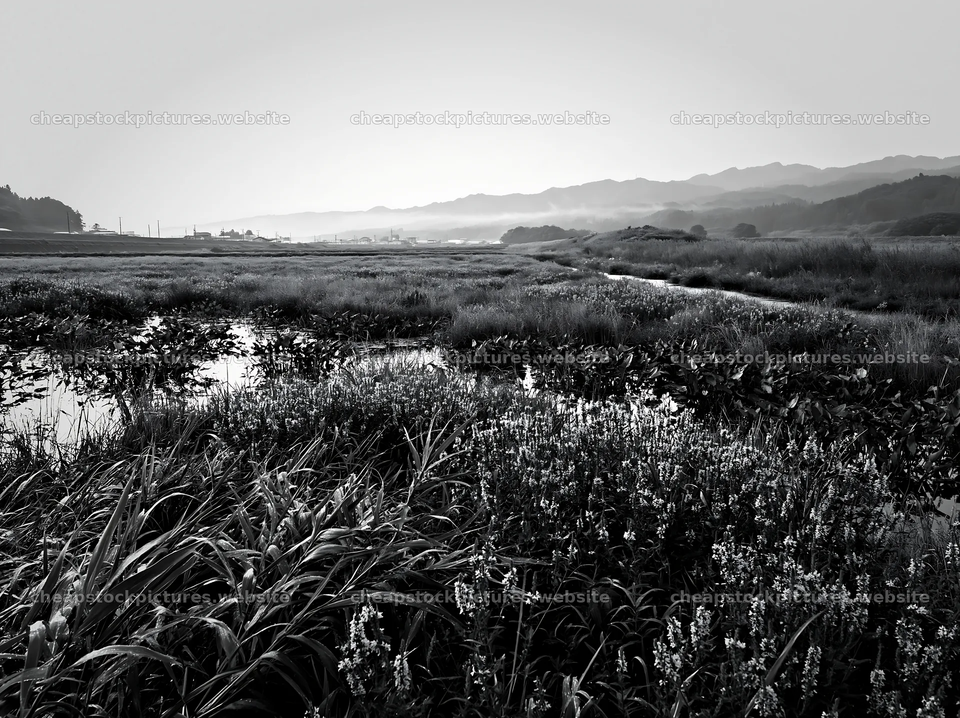 Floodplain restoration in Niigata with meadow dew in foreground – stock pictures 9174x6866