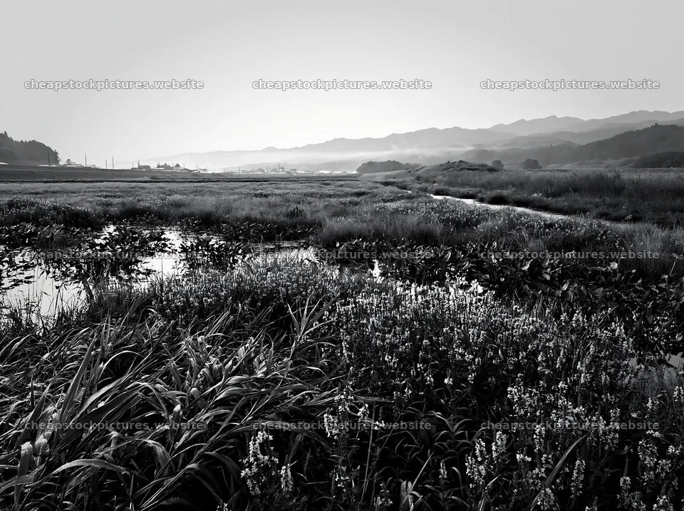 Floodplain restoration in Niigata with meadow dew in foreground – stock pictures 9174x6866