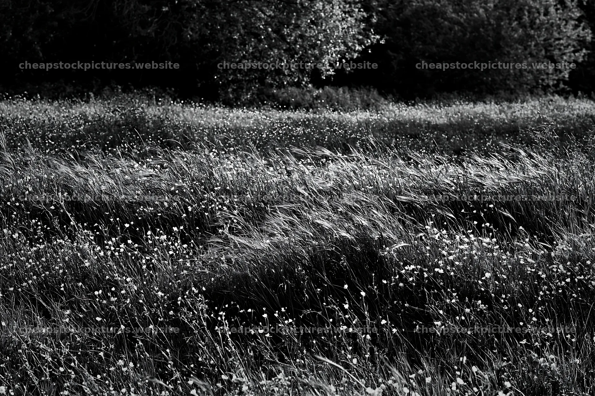 Silver dew meadow with yellow flowers and tall grass – stock pictures 9722x6480