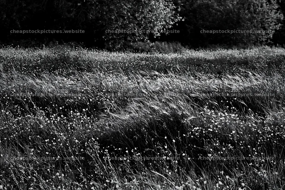 Silver dew meadow with yellow flowers and tall grass – stock pictures 9722x6480