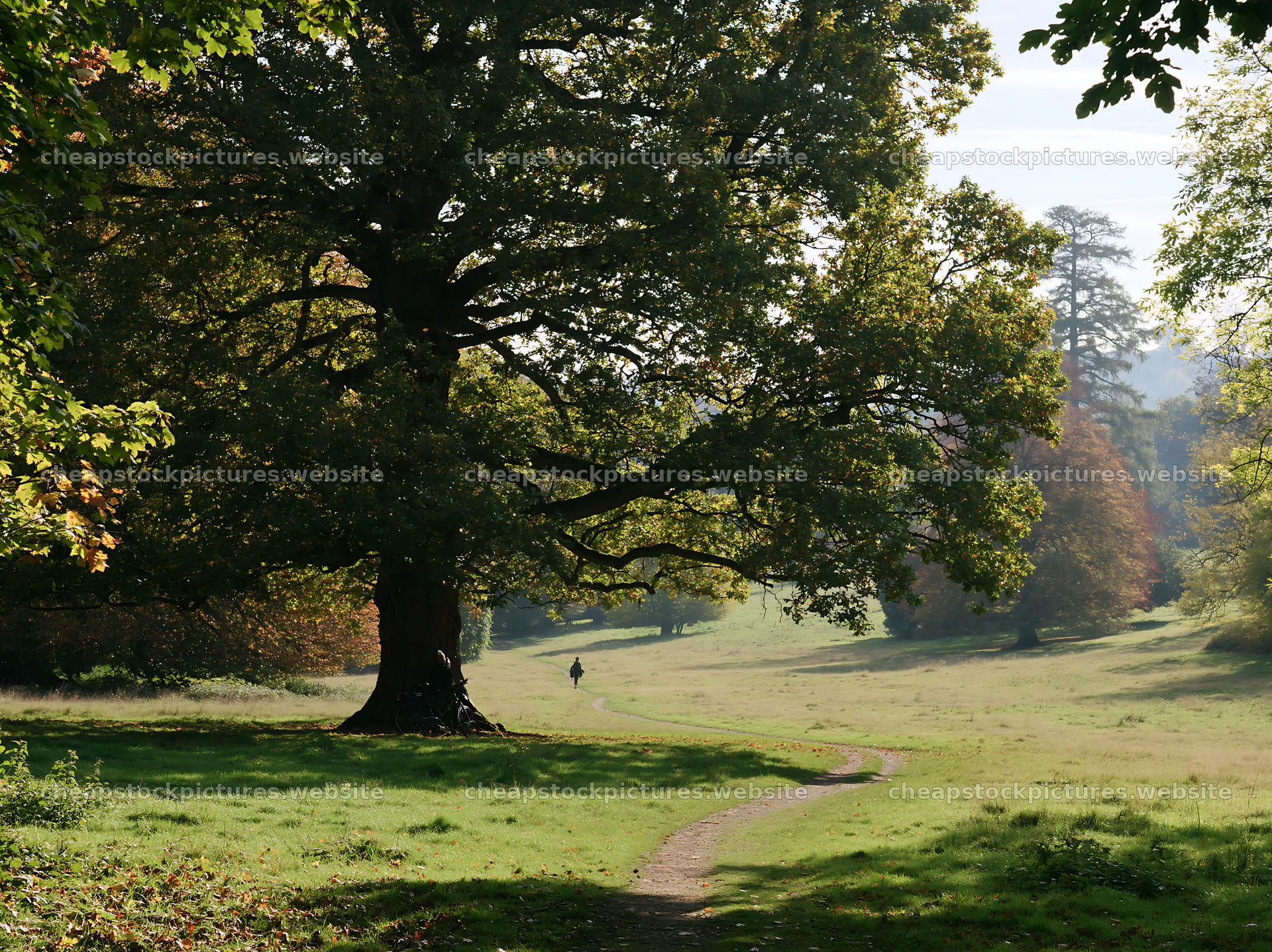 Meadow path under large tree on sunny day – stock pictures 9174x6866