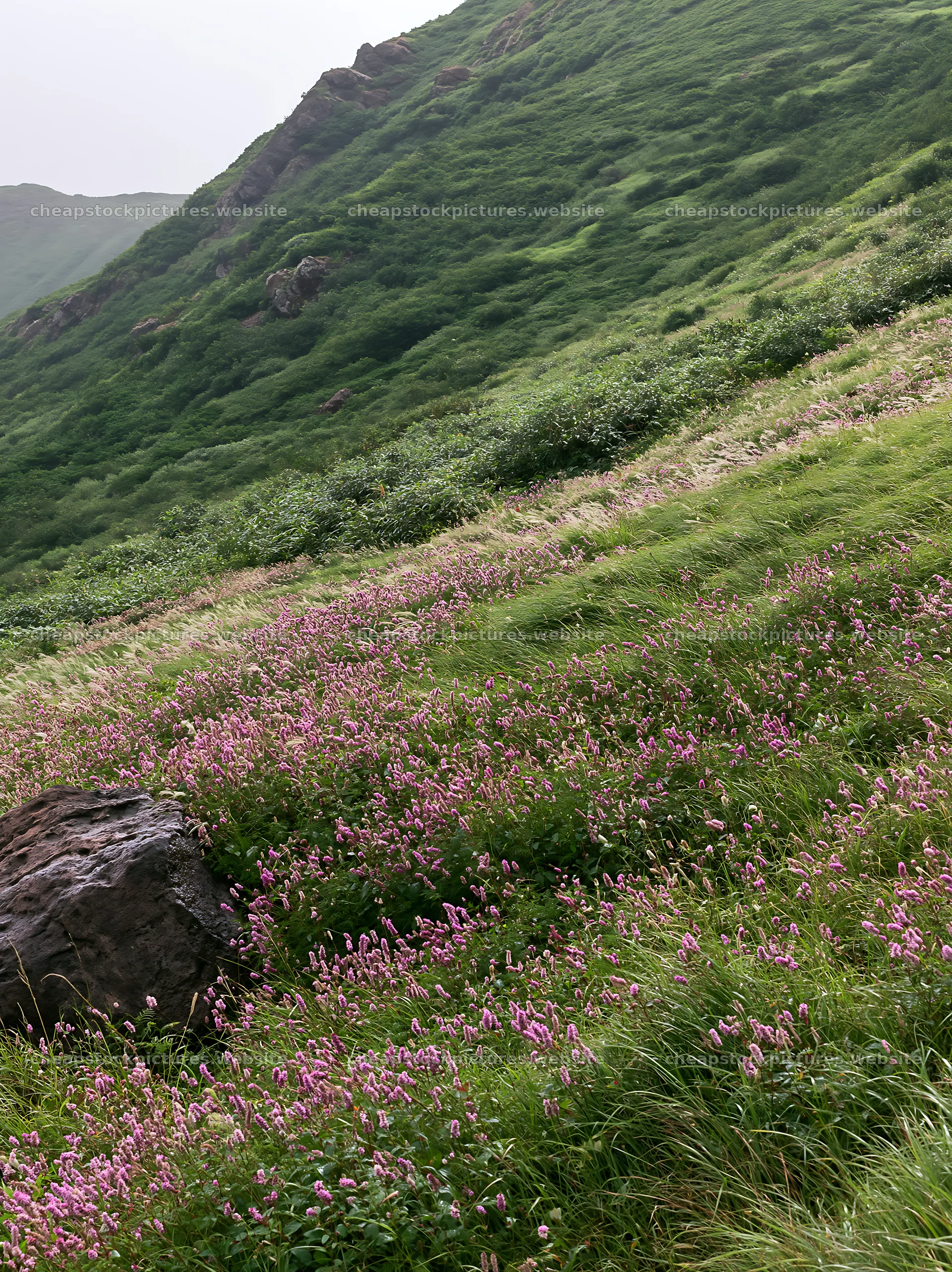 Aomori climate resilient meadow with boulder under cloudy sky – stock pictures 6866x9174