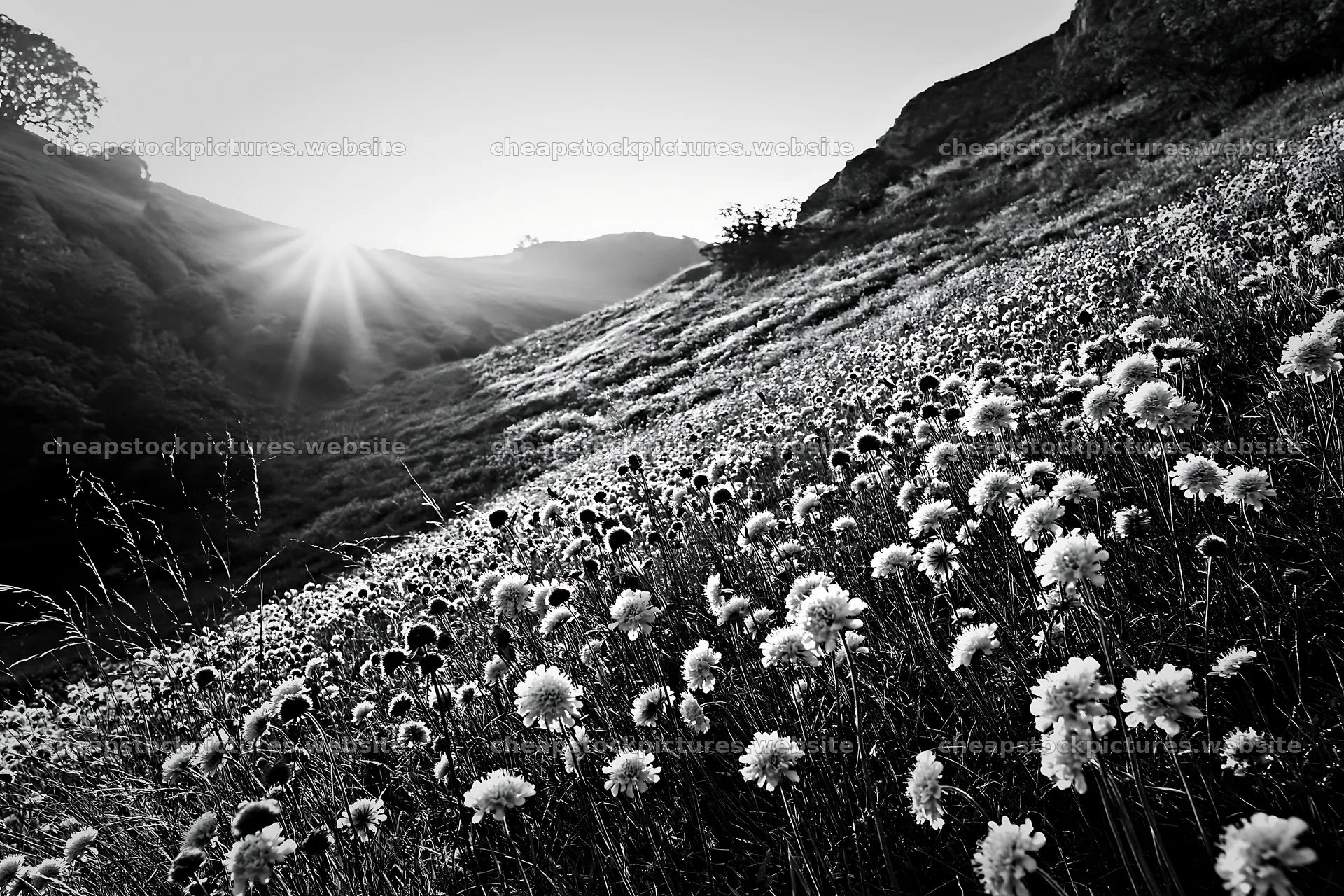 Sunny chalk slope meadow with flowers in black and white – stock pictures 9722x6480