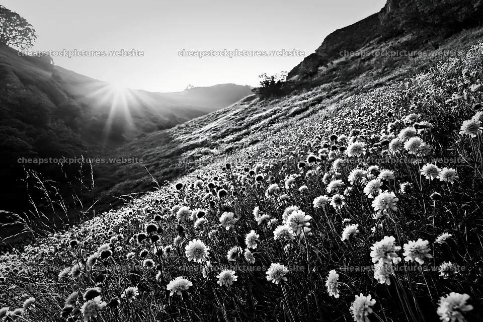 Sunny chalk slope meadow with flowers in black and white – stock pictures 9722x6480