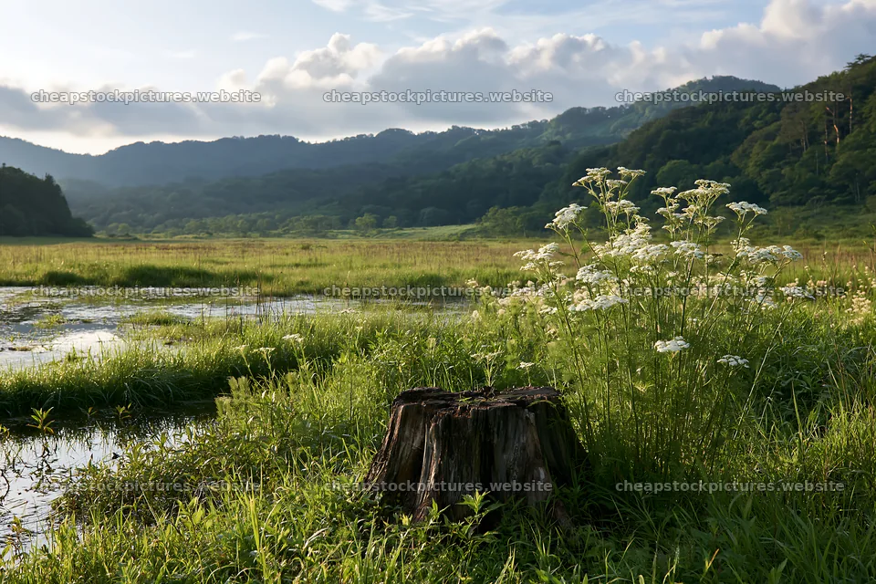 Fukushima meadow with weathered stump and wildflowers – stock pictures 9722x6480