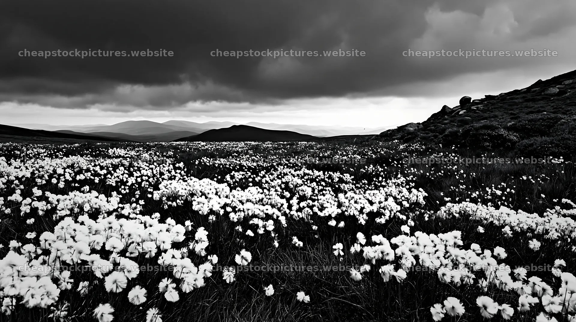 Cottongrass meadow glow under dark clouds – stock pictures 10608x5938