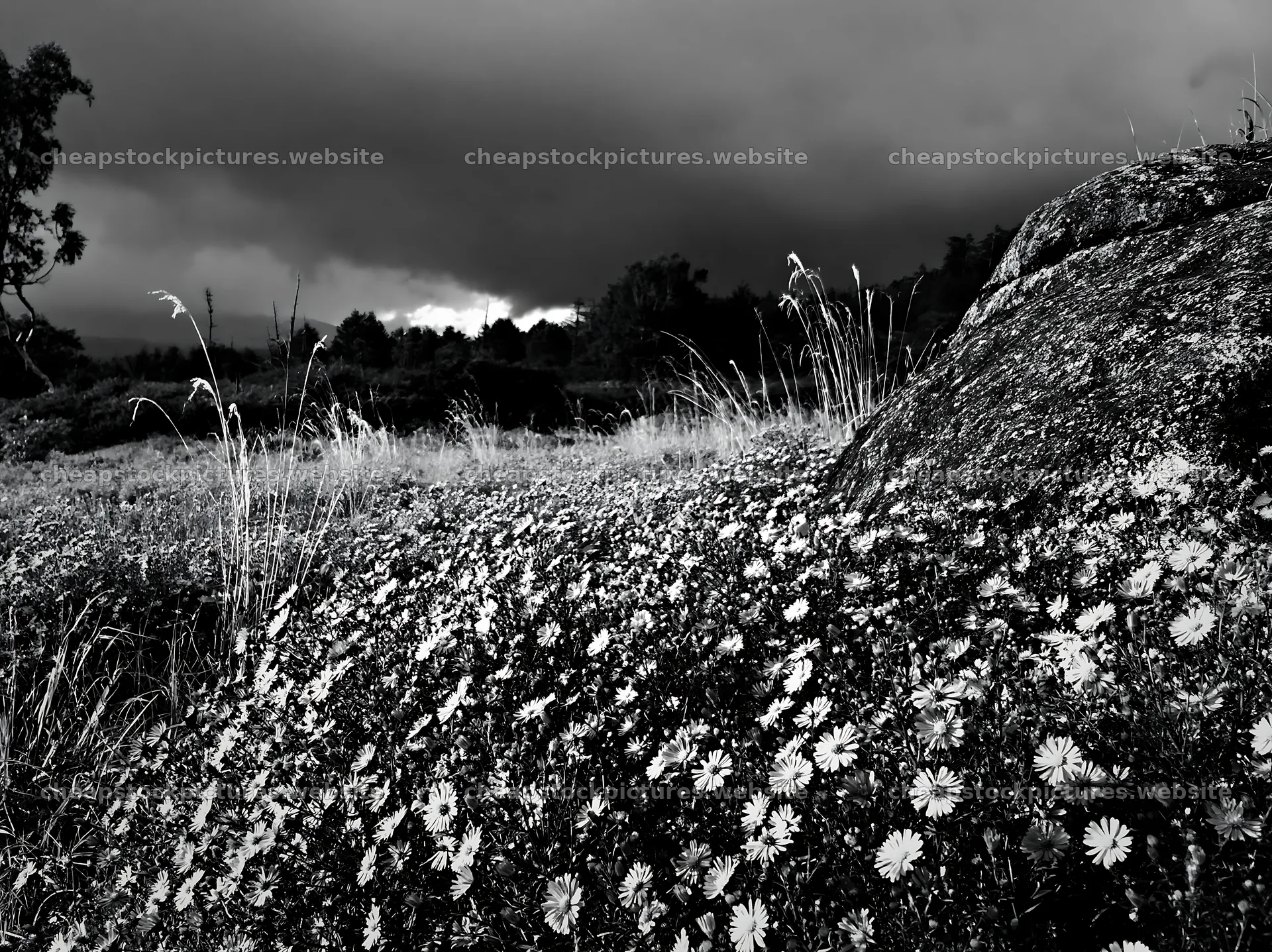 Nagano meadow with granite boulder and drought-resistant plants – stock pictures 9174x6866