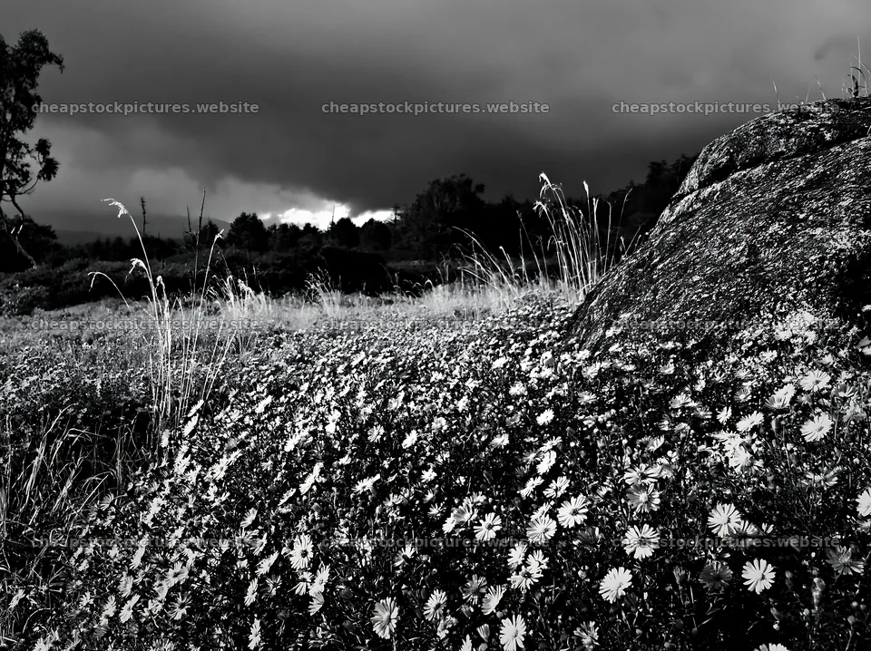 Nagano meadow with granite boulder and drought-resistant plants – stock pictures 9174x6866