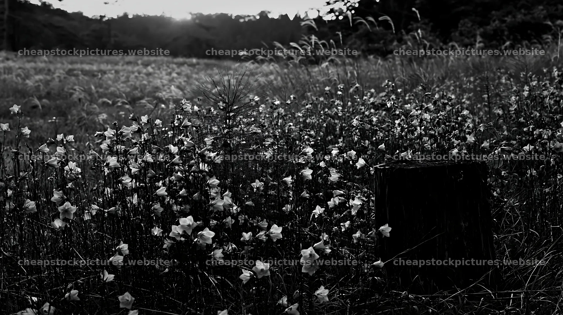 Fukushima native meadow with weathered stump at sunset – stock pictures 10608x5938