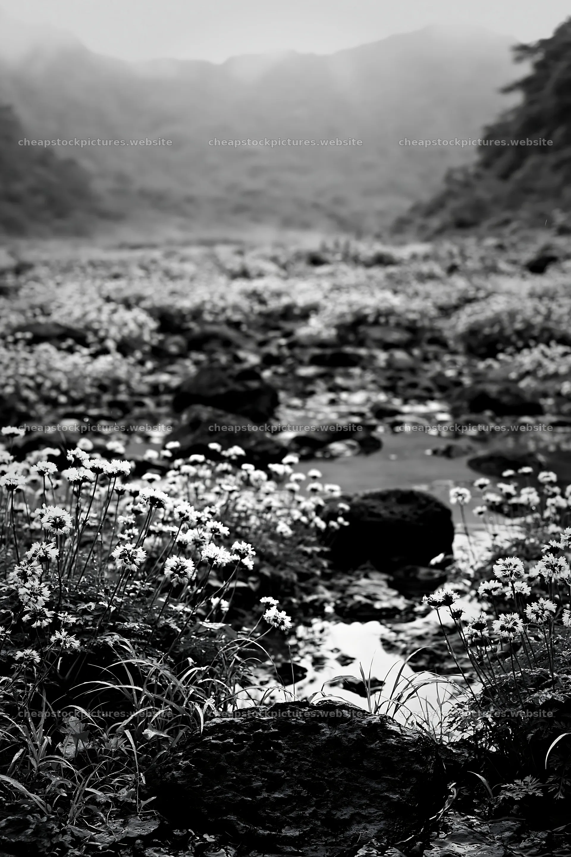 Kanagawa heat resilient meadow volcanic stones with pink flowers – stock pictures 6480x9722