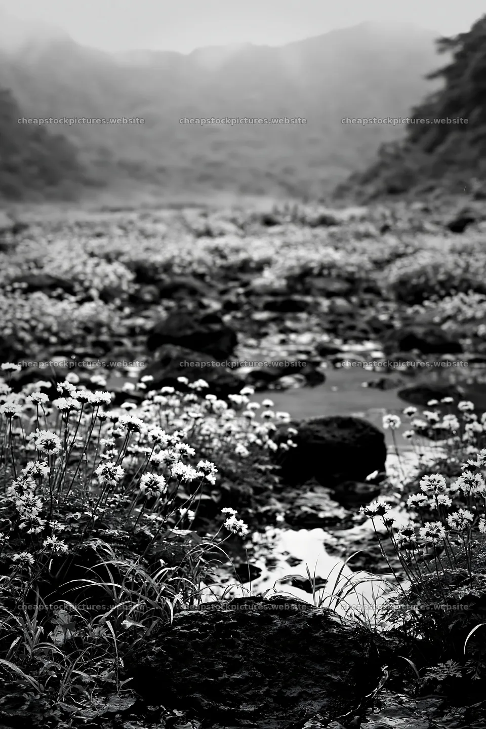 Kanagawa heat resilient meadow volcanic stones with pink flowers – stock pictures 6480x9722