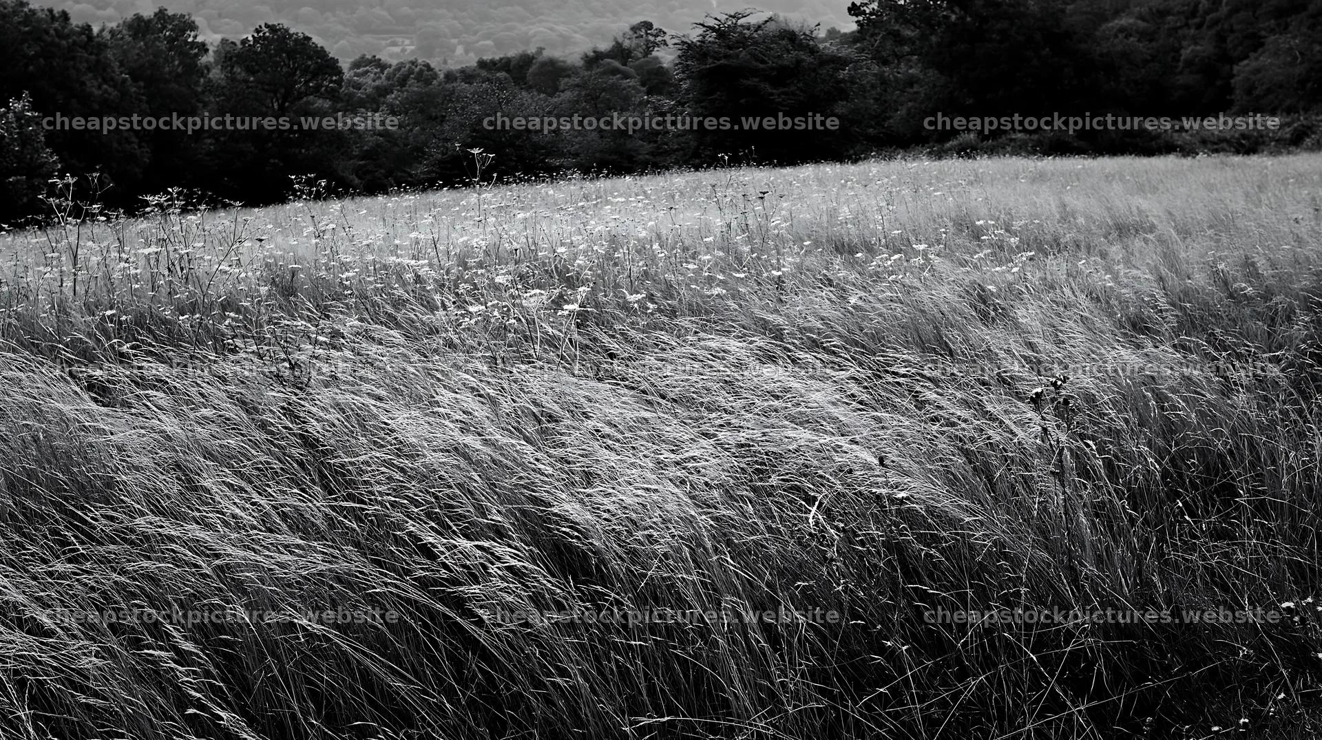 Autumn meadow grasses at the edge of the woodland – stock pictures 10608x5938