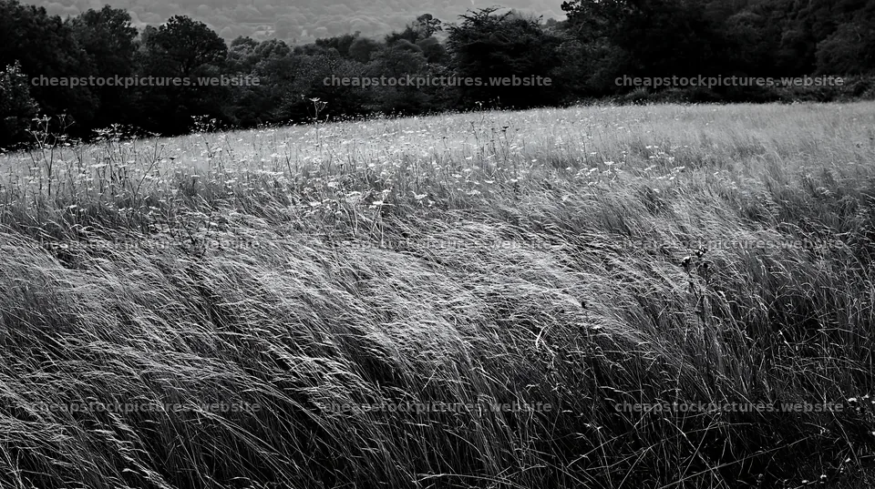 Autumn meadow grasses at the edge of the woodland – stock pictures 10608x5938