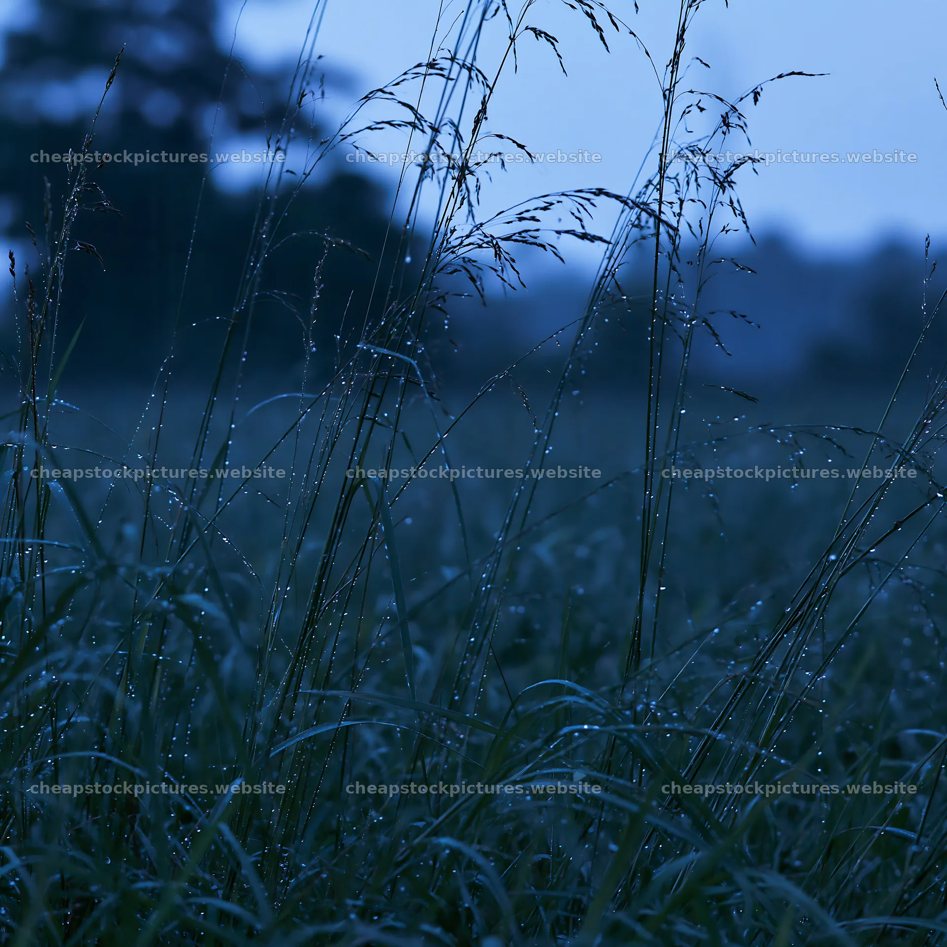 Kochi meadow rain with beaded grasses during monsoon – stock pictures 7938x7938