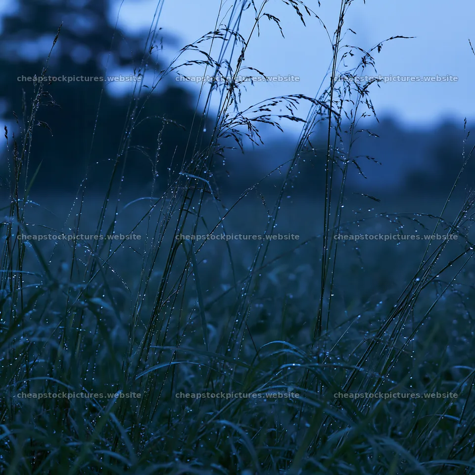 Kochi meadow rain with beaded grasses during monsoon – stock pictures 7938x7938