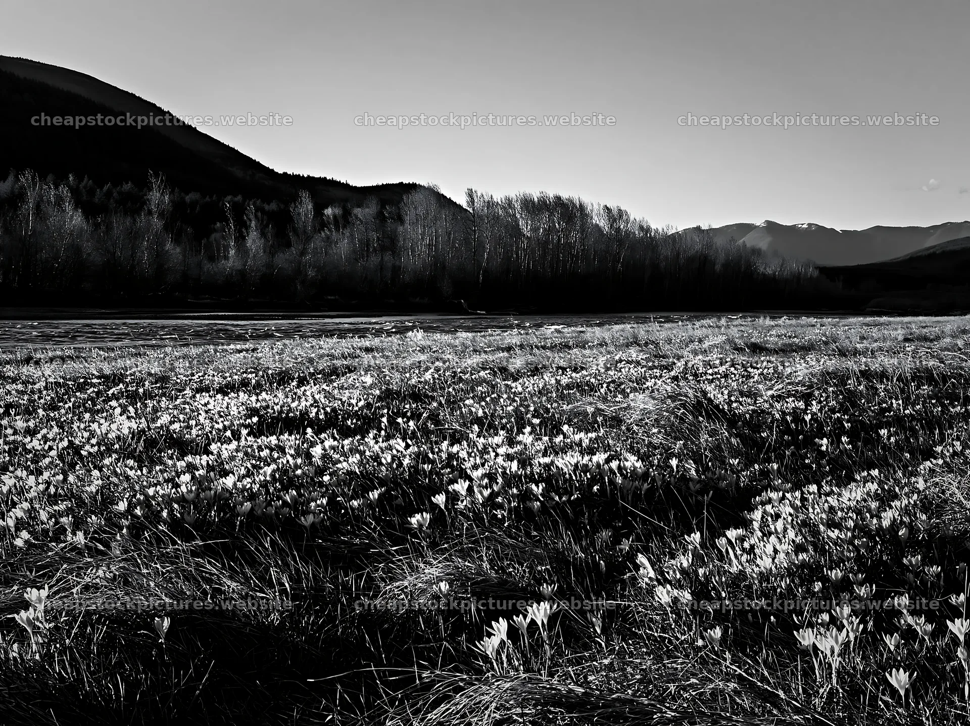 Crocus flowers in a meadow with mountains in the background – stock pictures 9174x6866