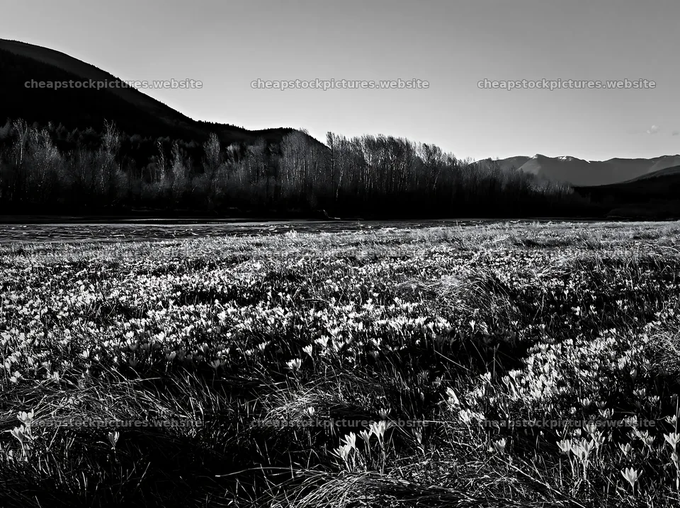 Crocus flowers in a meadow with mountains in the background – stock pictures 9174x6866