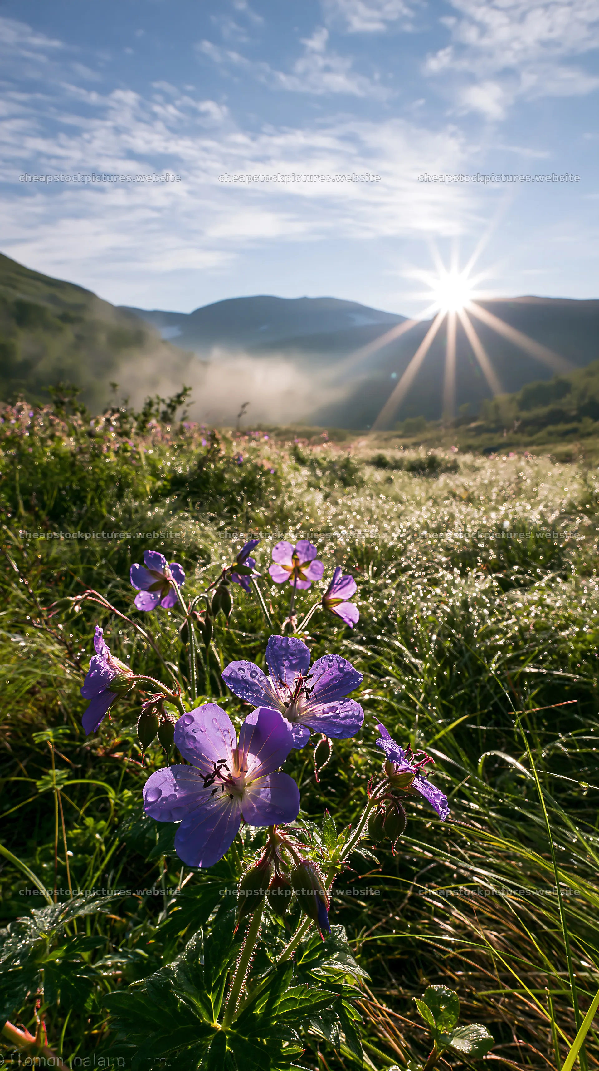 Sunbeams shine over Jotunheimen valley meadow with flowers – stock pictures 5938x10608