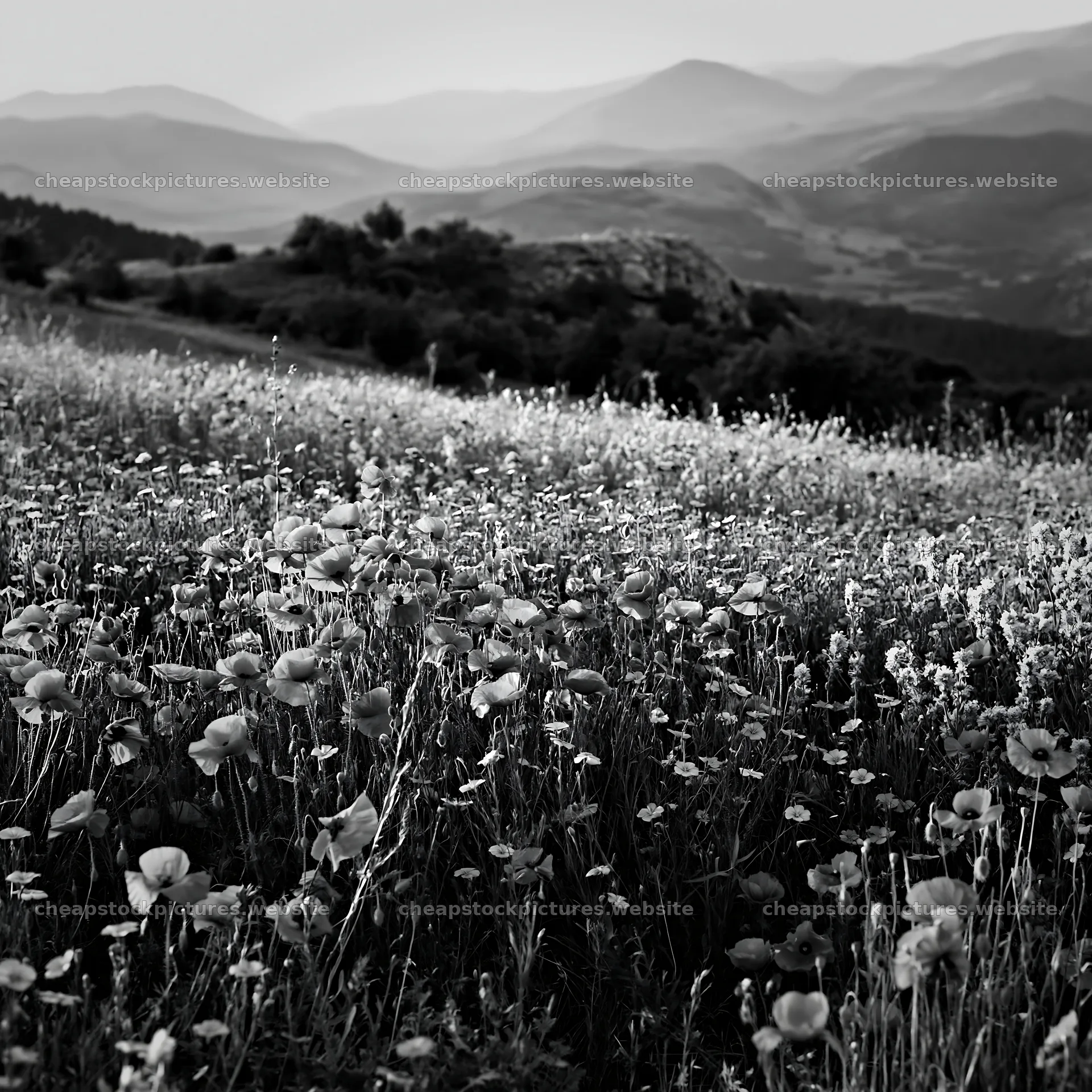 Poppy flax meadow in black and white landscape view – stock pictures 7938x7938