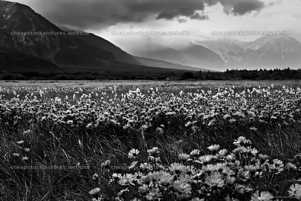 Swiss alpine meadow with flowers and mountains in view – stock pictures 9722x6480