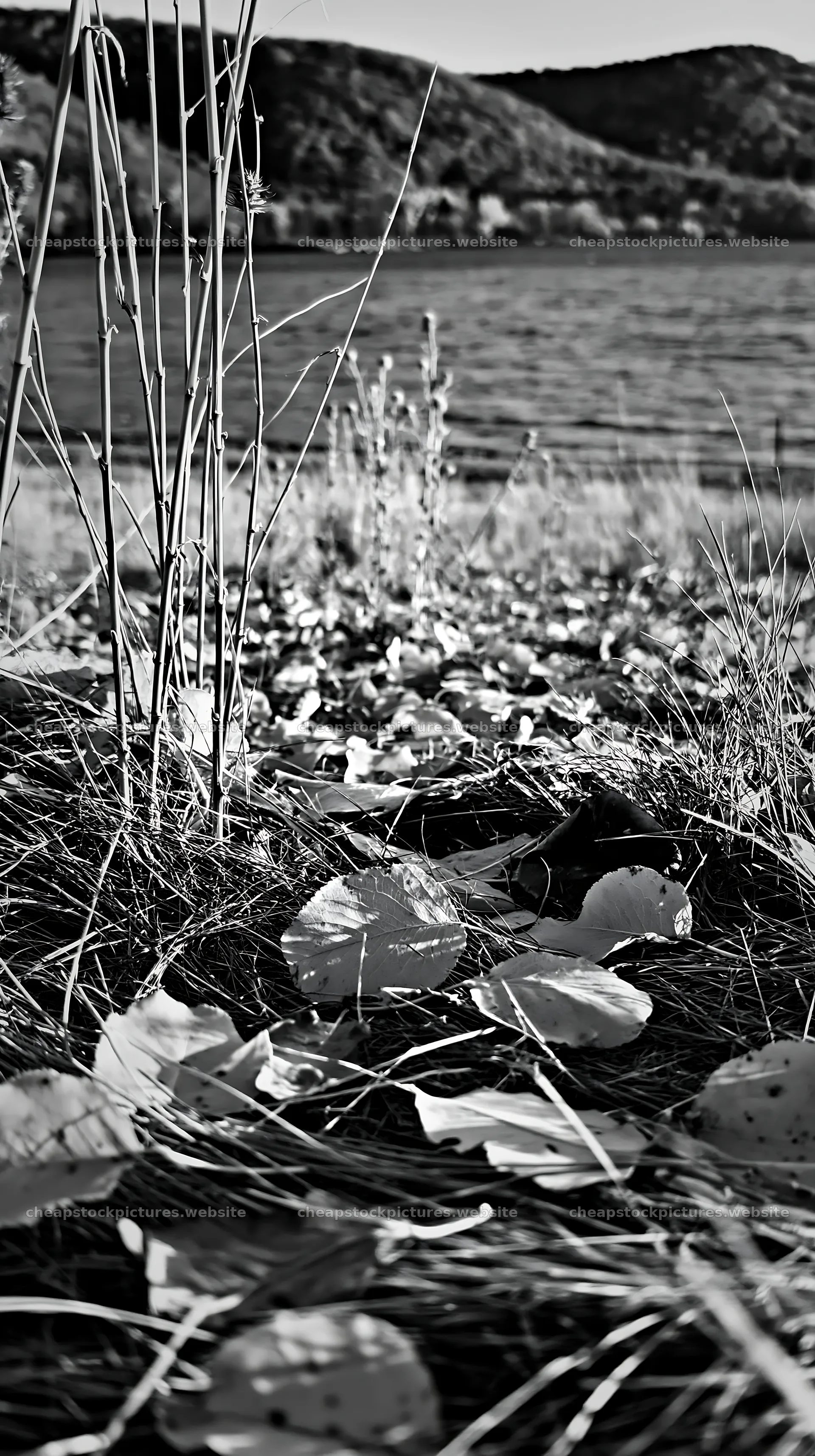 Lakeside meadow with fallen leaves and tall grass in autumn – stock pictures 5938x10608