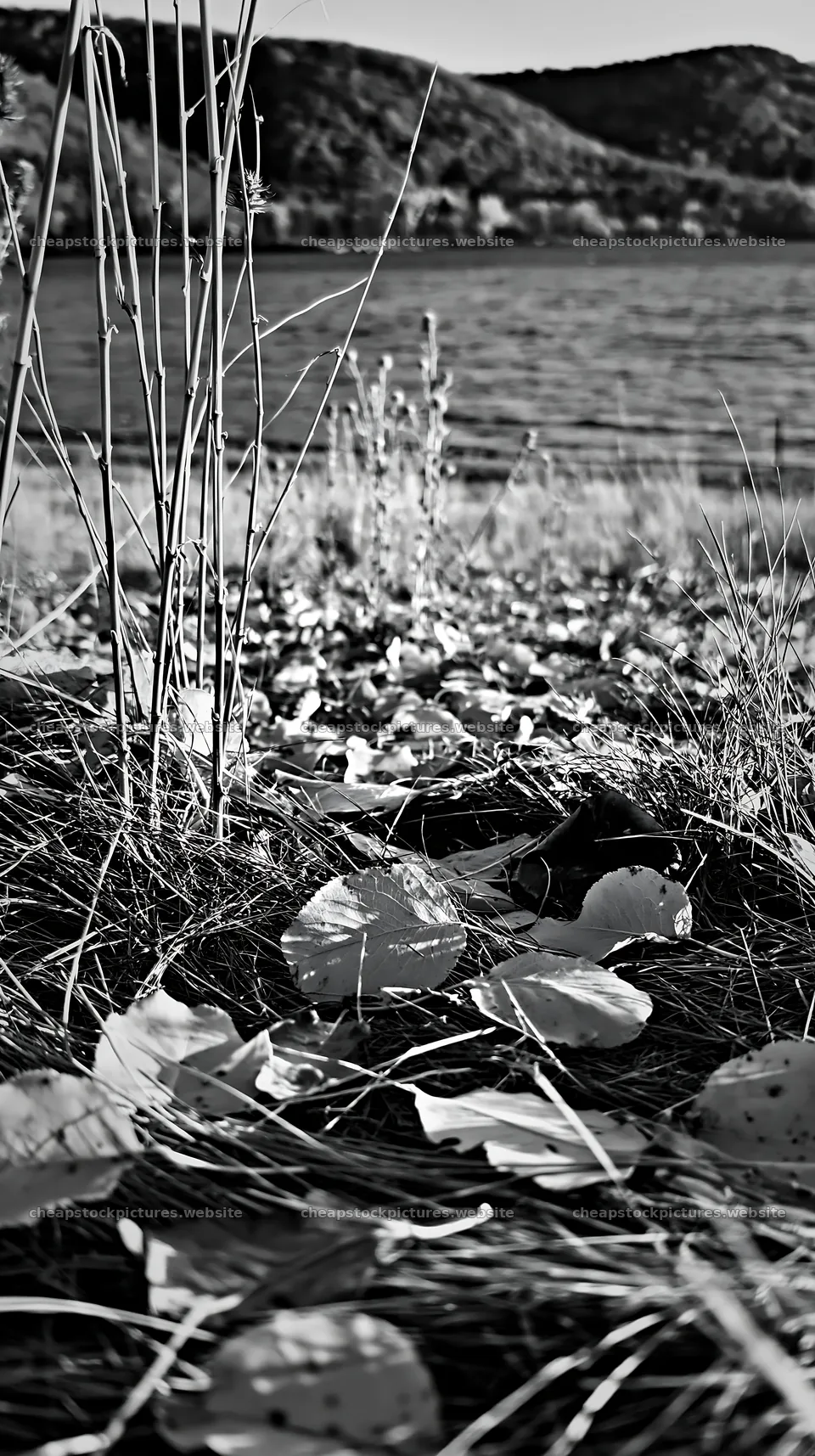 Lakeside meadow with fallen leaves and tall grass in autumn – stock pictures 5938x10608