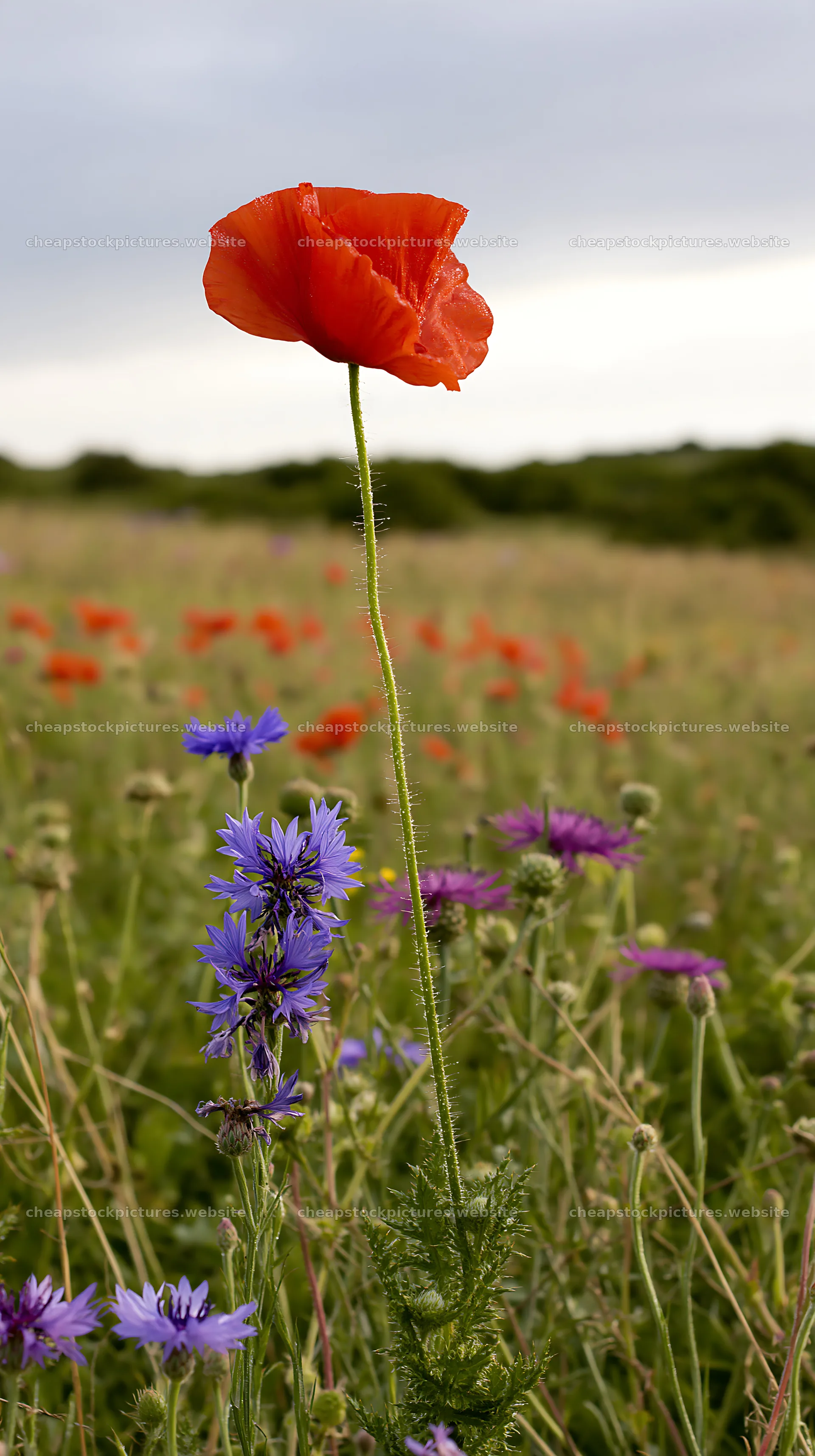 Poppy and larkspur meadow with colorful wildflowers – stock pictures 5938x10608
