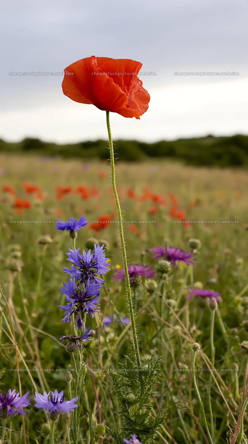 Poppy and larkspur meadow with colorful wildflowers – stock pictures 5938x10608