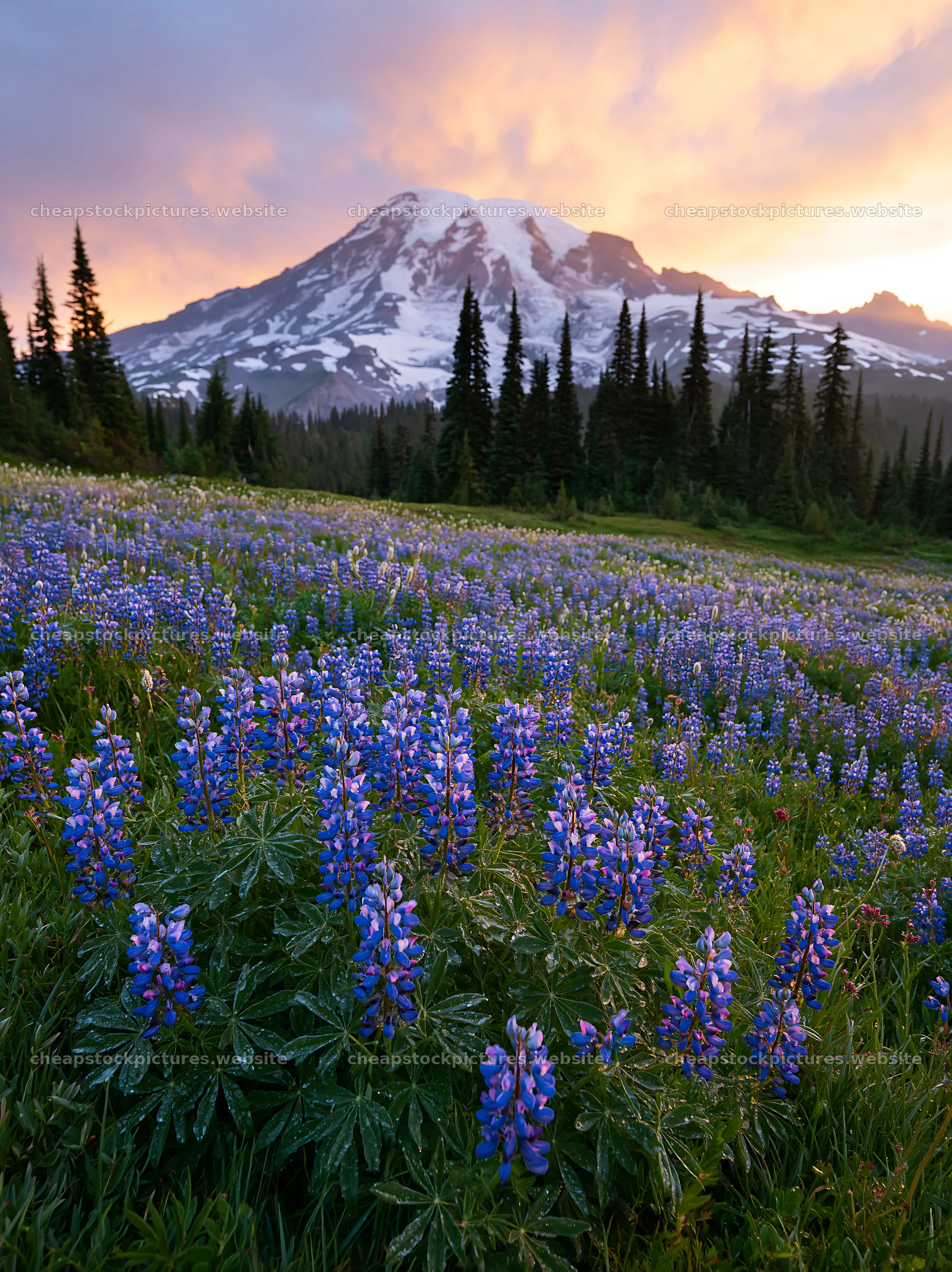 Mount Rainier wildflower meadow at sunrise – stock pictures 6866x9174
