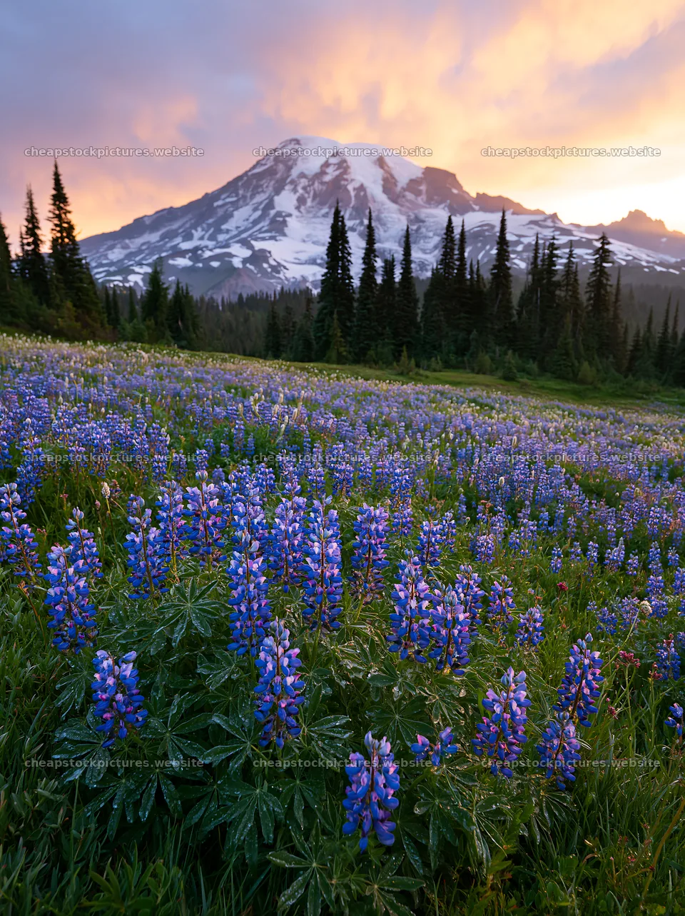Mount Rainier wildflower meadow at sunrise – stock pictures 6866x9174