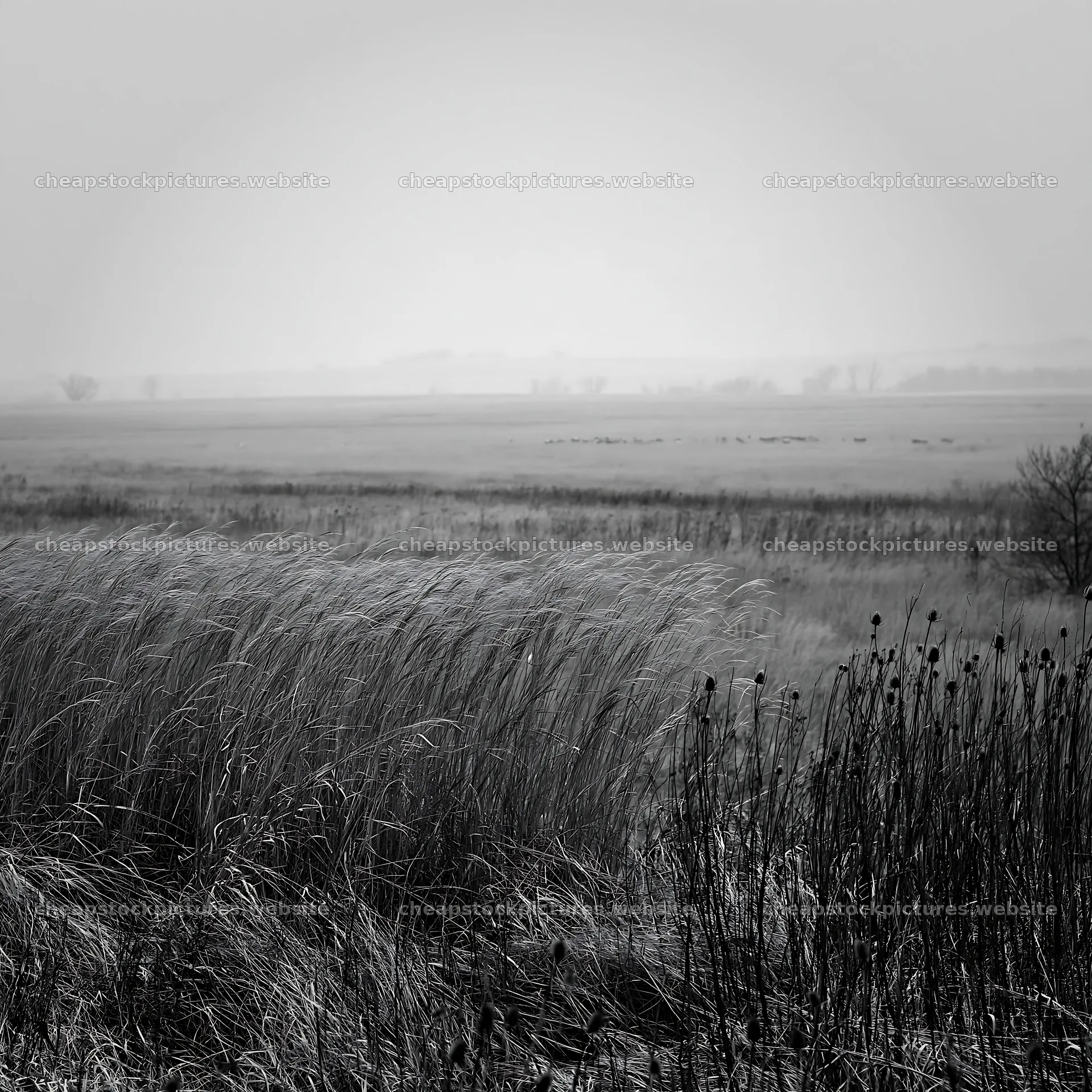 Autumn meadow with tall grass and foggy landscape – stock pictures 7938x7938