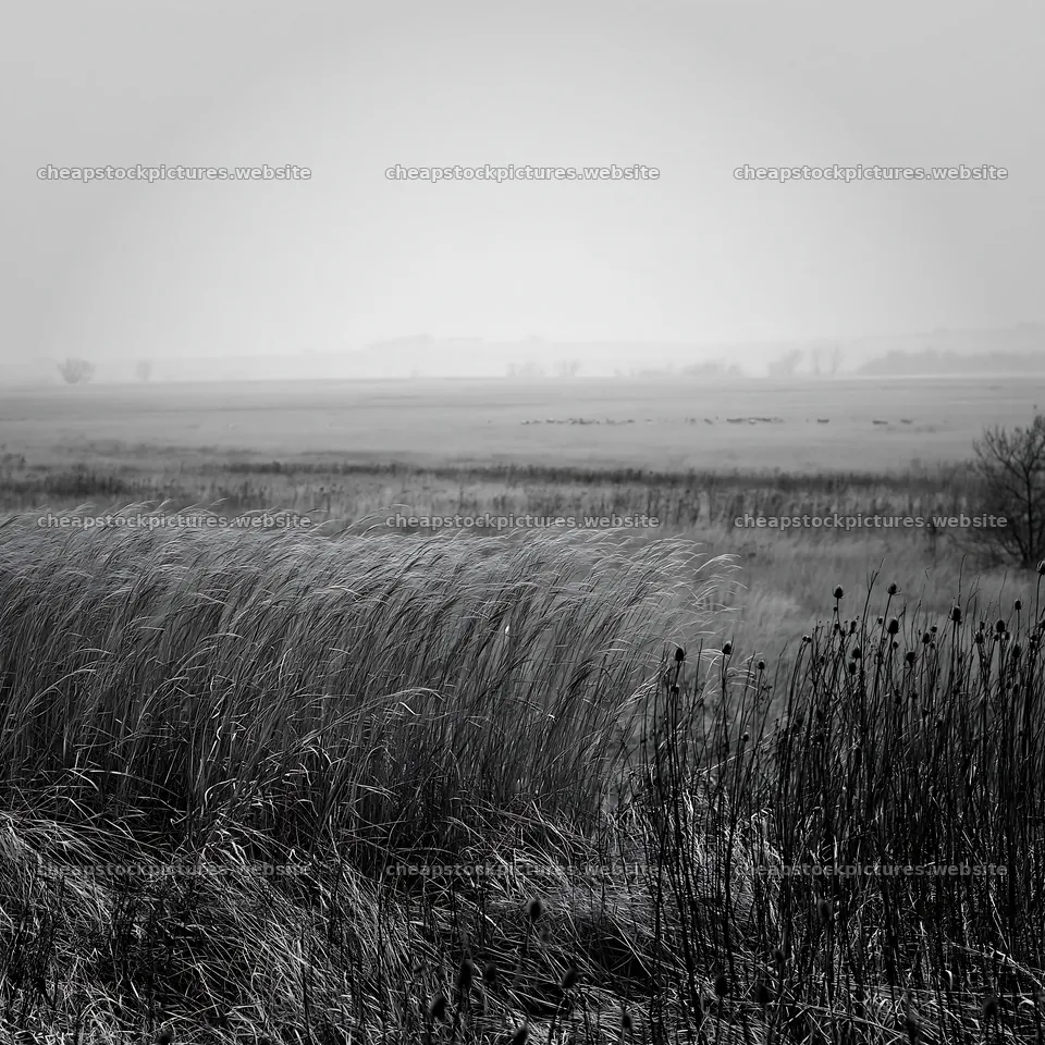 Autumn meadow with tall grass and foggy landscape – stock pictures 7938x7938