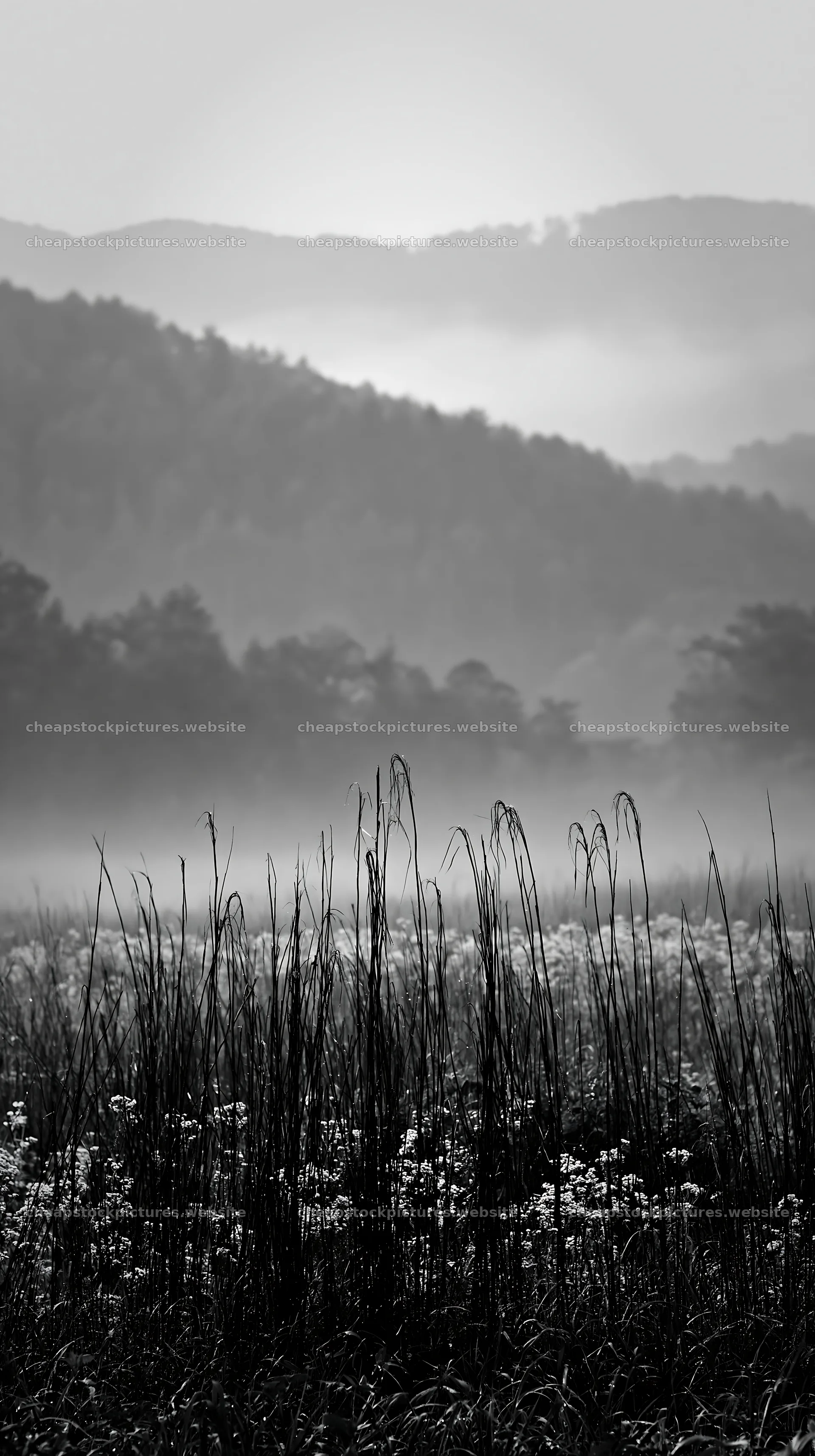 Akita snowmelt meadow with silver grasses at dawn – stock pictures 5938x10608