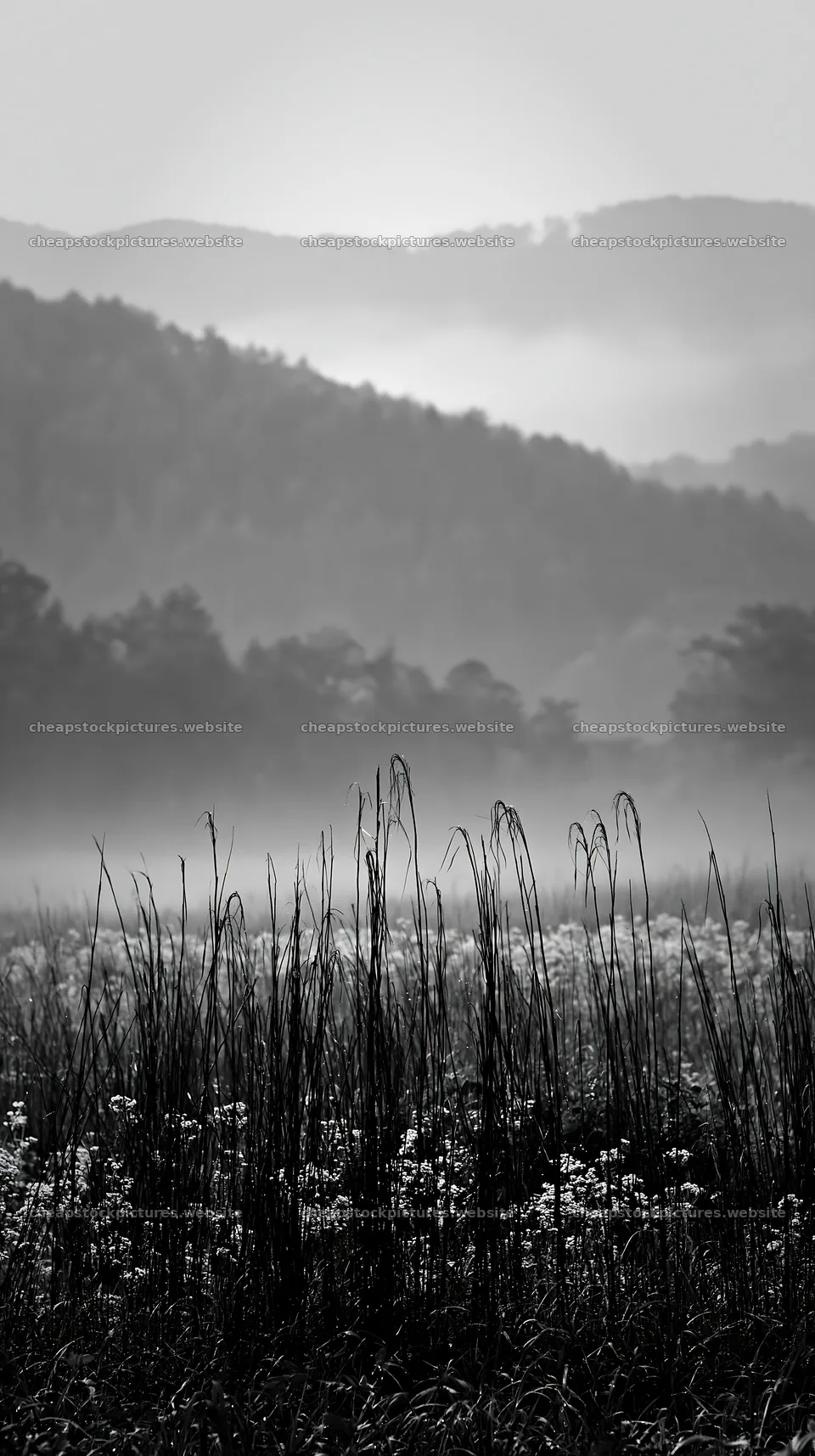 Akita snowmelt meadow with silver grasses at dawn – stock pictures 5938x10608