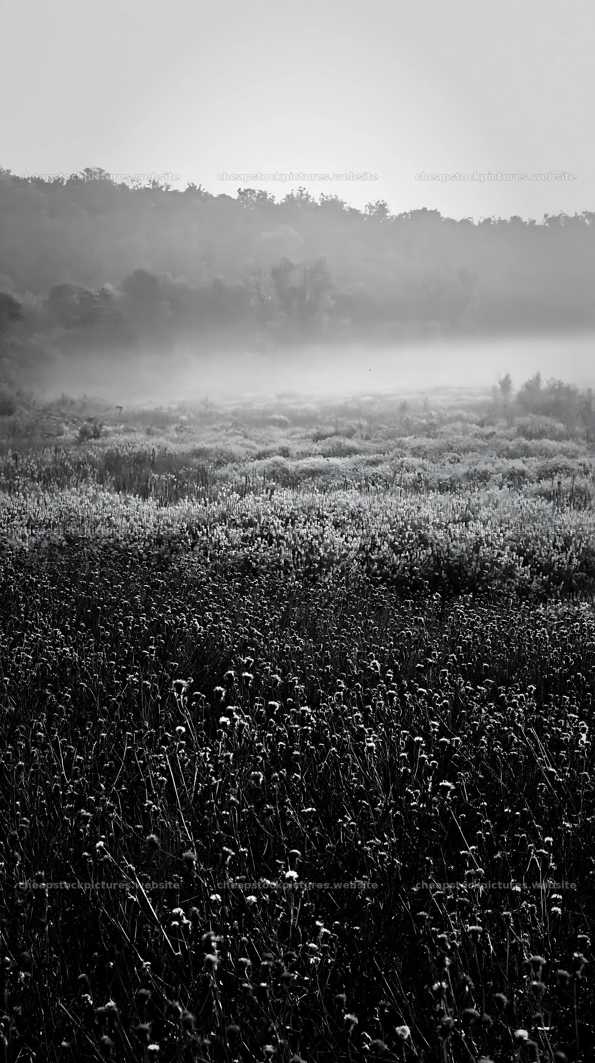 Violet knapweed meadow in morning fog at sunrise – stock pictures 5938x10608