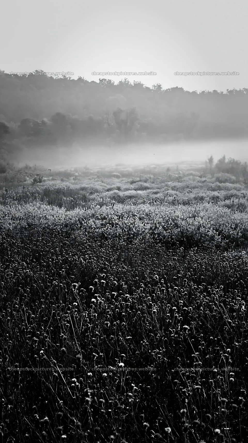 Violet knapweed meadow in morning fog at sunrise – stock pictures 5938x10608