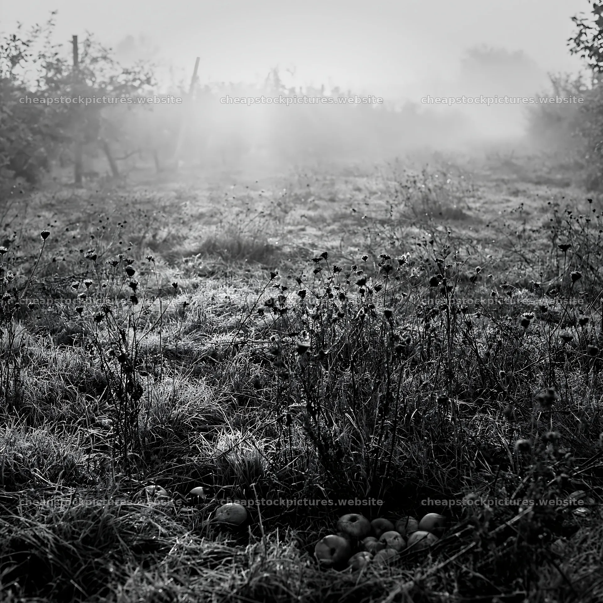 Foggy orchard meadow in early morning light – stock pictures 7938x7938