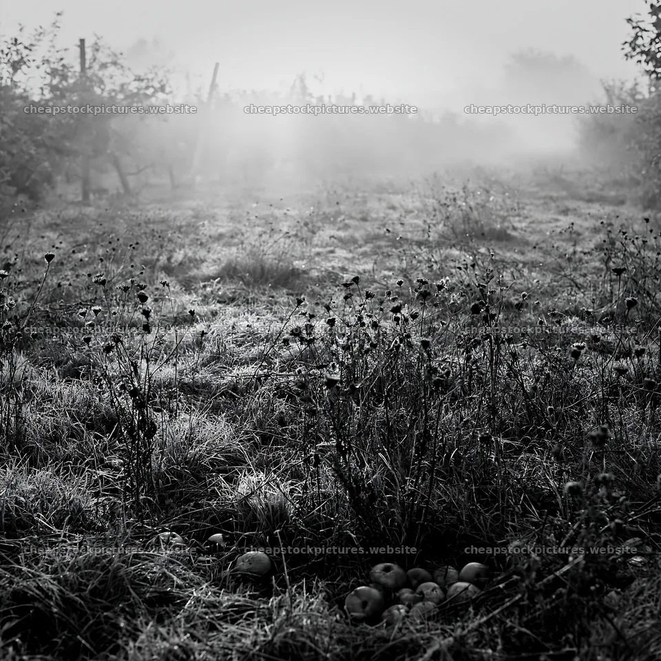 Foggy orchard meadow in early morning light – stock pictures 7938x7938