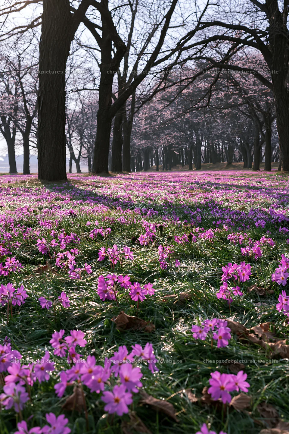 Seaside orchard meadow with flowers in springtime – stock pictures 6480x9722