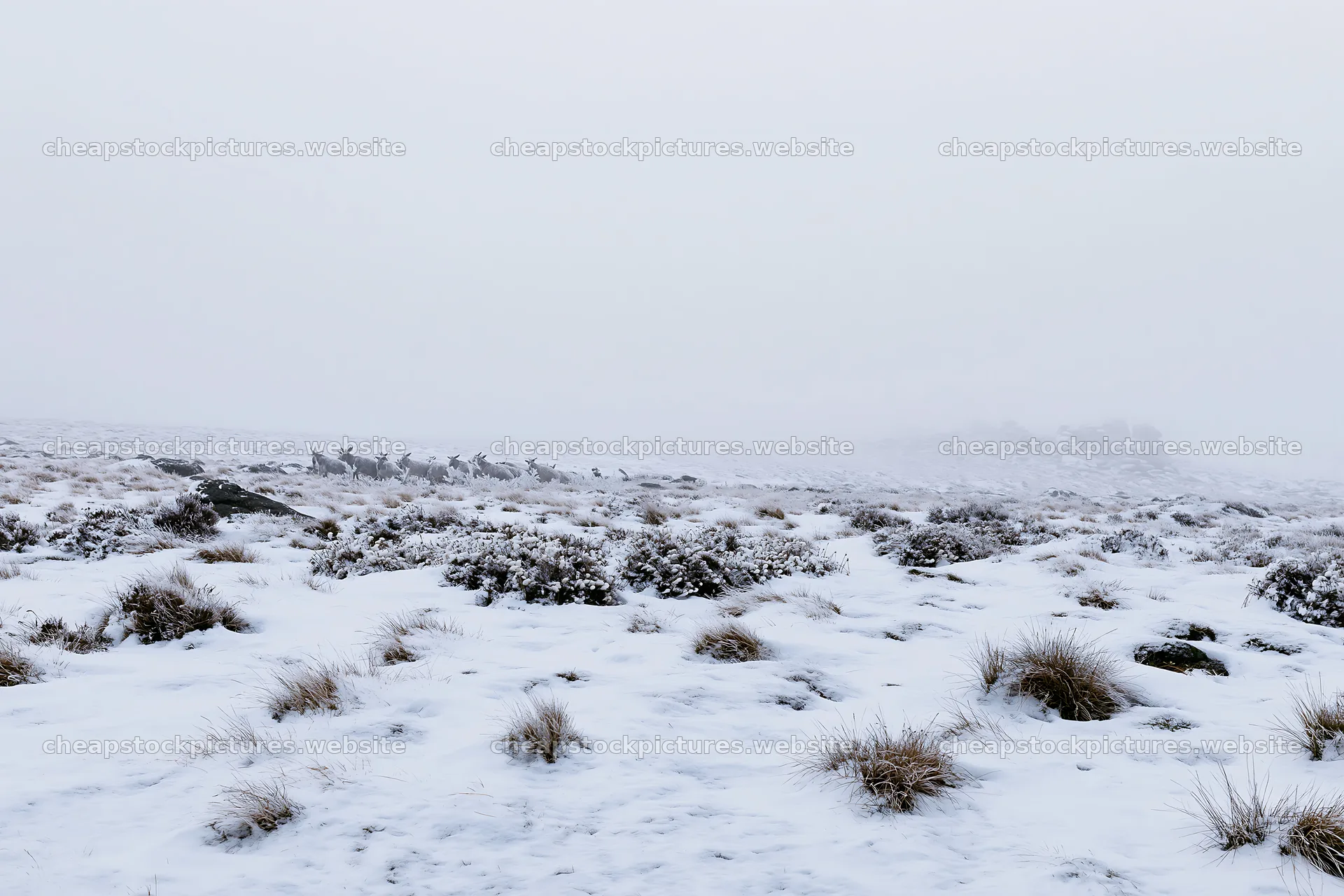 Snowbound meadow with deer in winter landscape – stock pictures 9722x6480