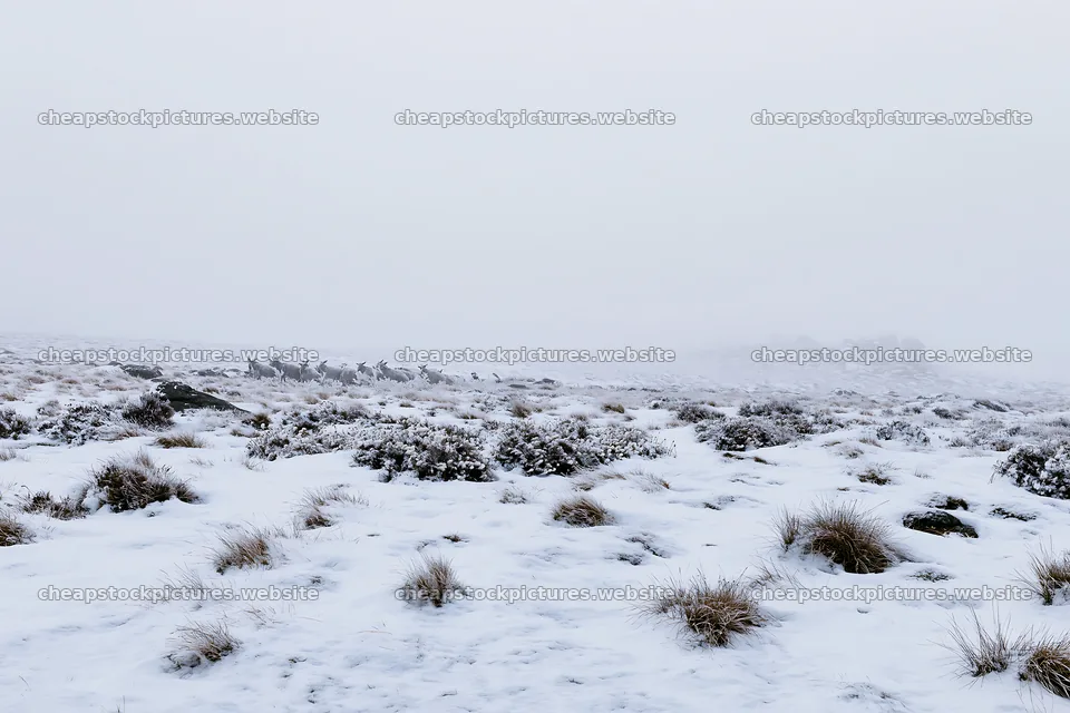 Snowbound meadow with deer in winter landscape – stock pictures 9722x6480