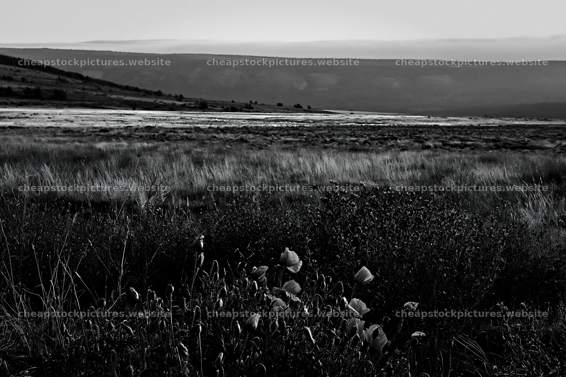 Poppy larkspur meadow at dusk in black and white – stock pictures 9722x6480