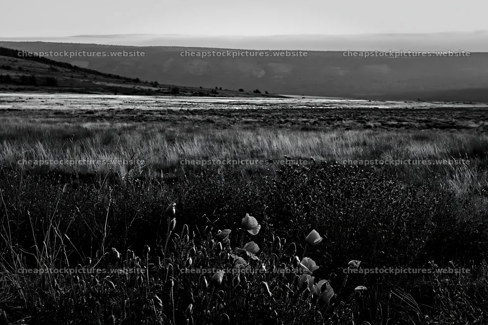 Poppy larkspur meadow at dusk in black and white – stock pictures 9722x6480