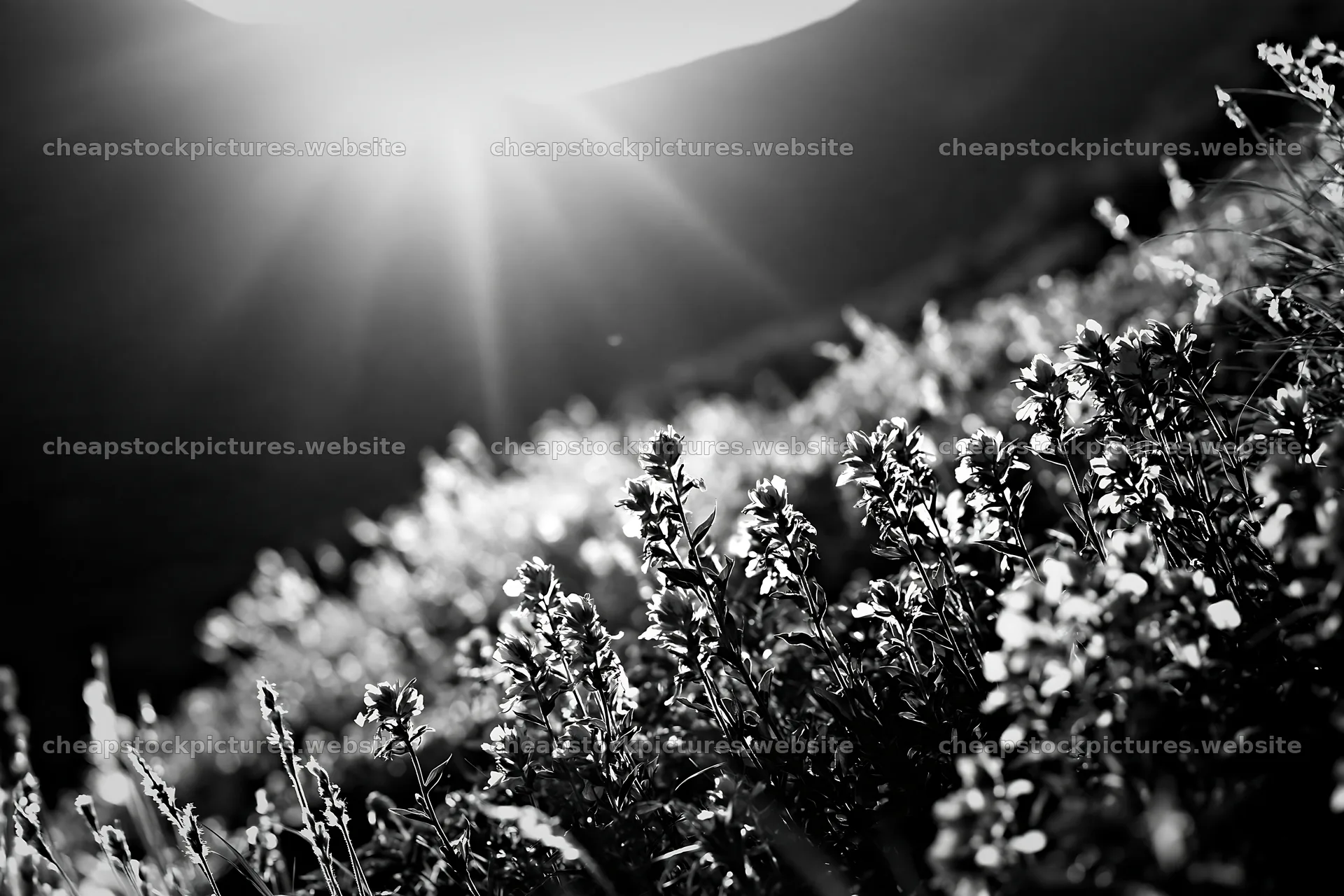 Daisetsuzan alpine meadow with light rays shining through – stock pictures 9722x6480