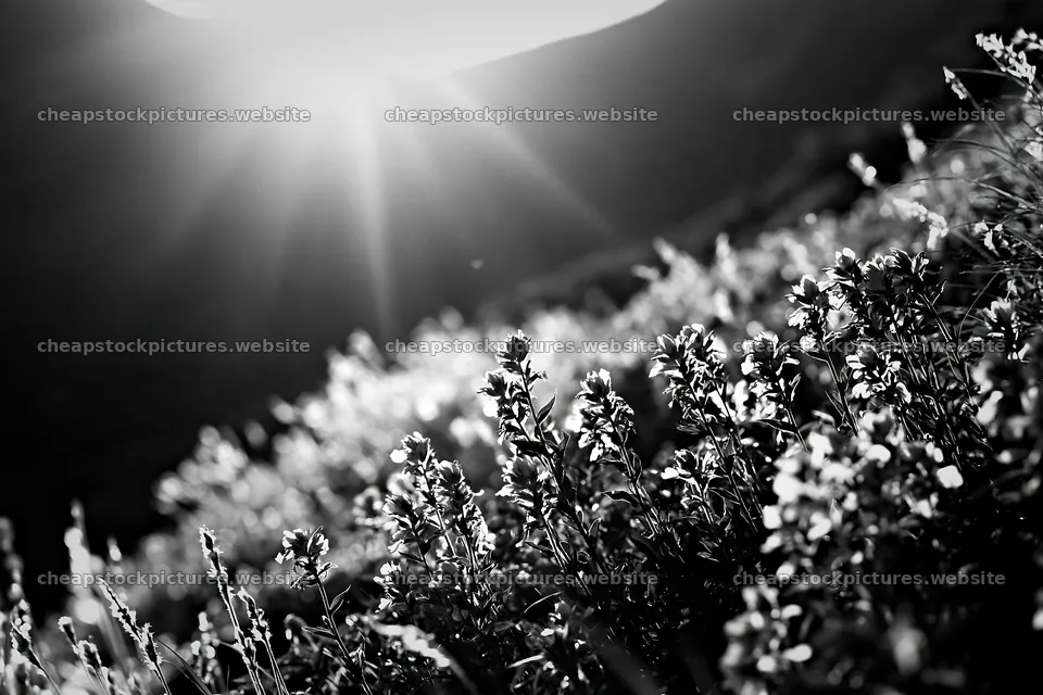 Daisetsuzan alpine meadow with light rays shining through – stock pictures 9722x6480