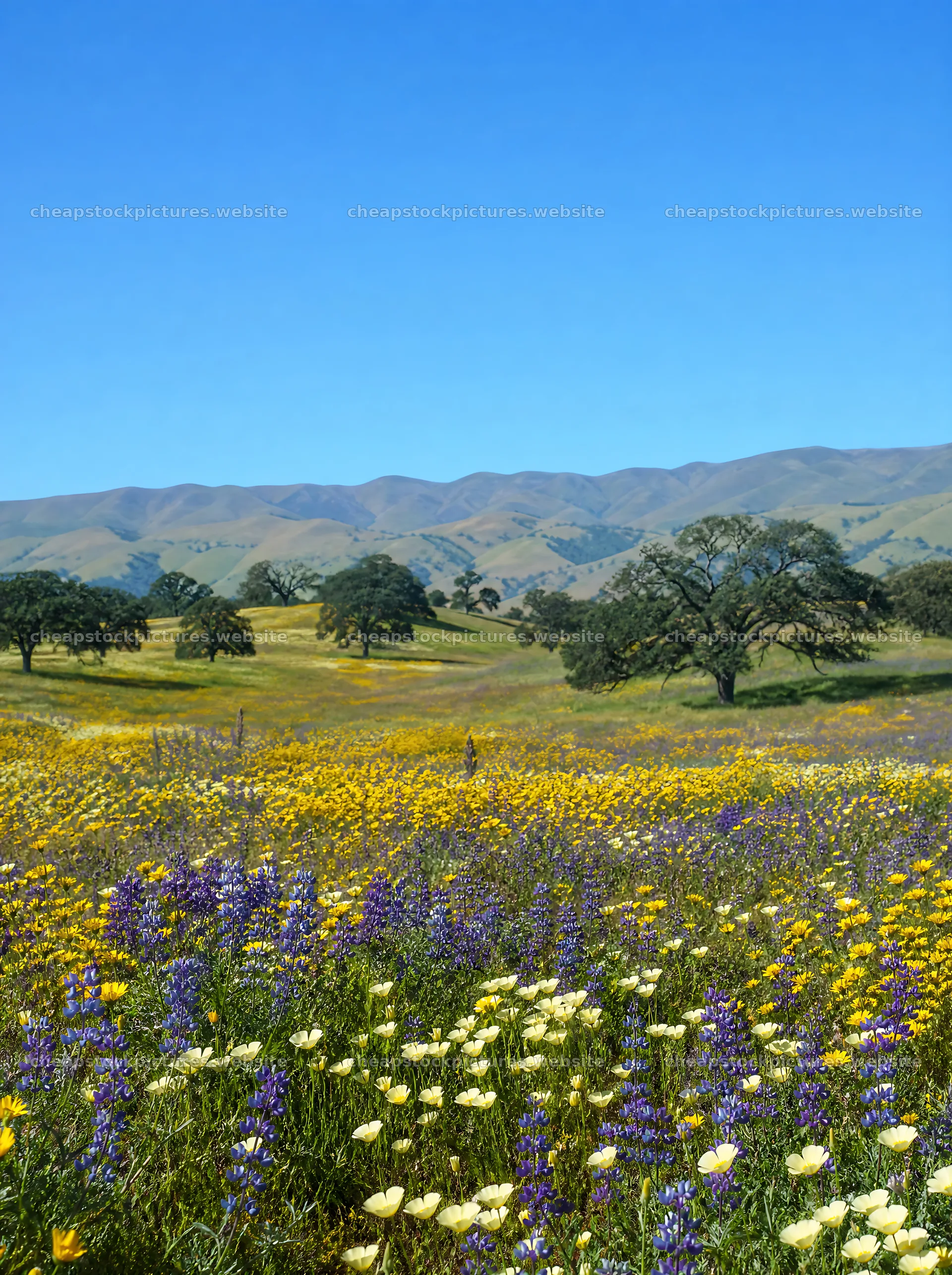 Biodiverse meadow with wildflowers under a clear blue sky – stock pictures 6858x9186