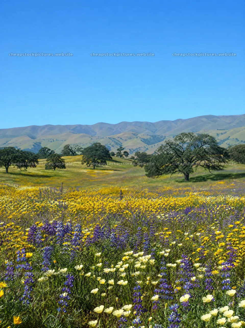 Biodiverse meadow with wildflowers under a clear blue sky – stock pictures 6858x9186