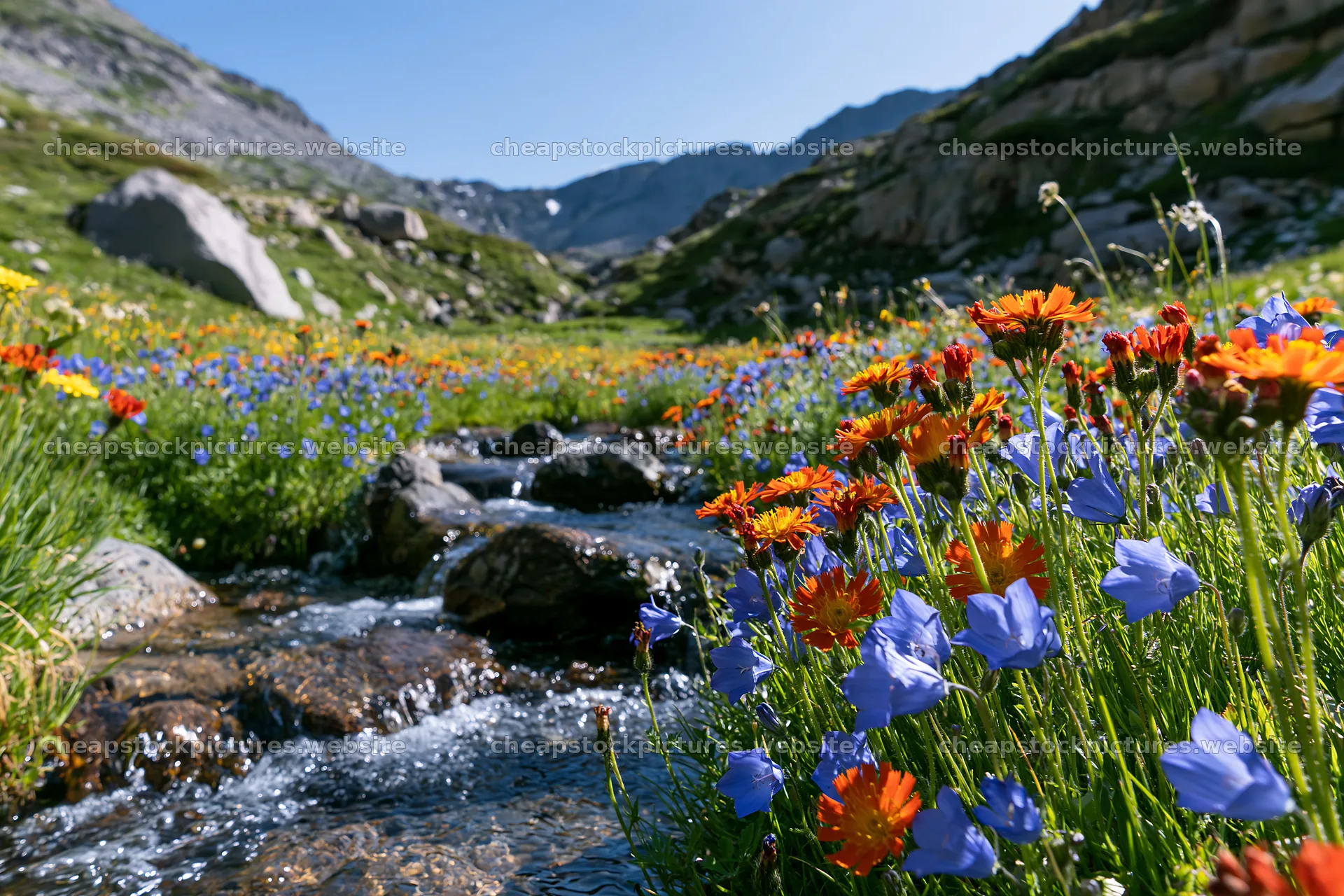 High contrast flower meadow beside brook with clear water – stock pictures 9722x6480