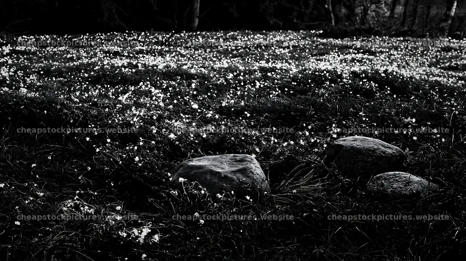 Meadow filled with flowers and stones in spring – stock pictures 10608x5938