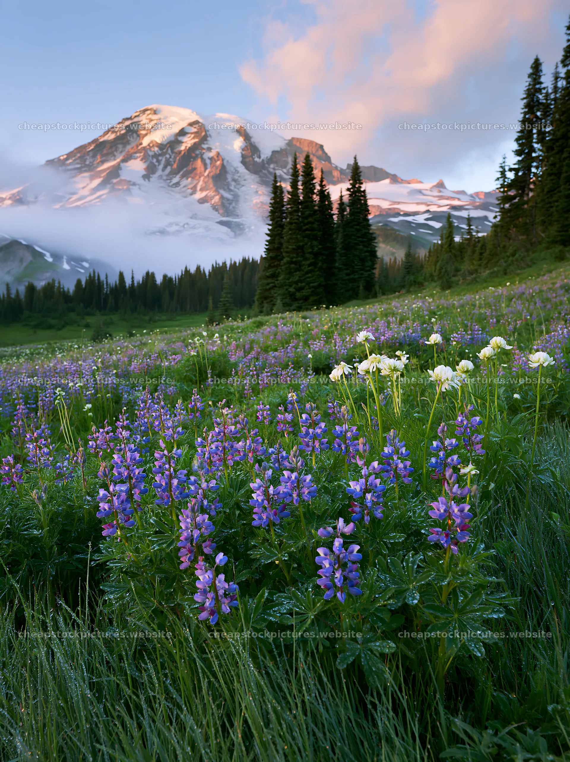 Mount Rainier wildflower meadow with sunrise and mountain backdrop – stock pictures 6866x9174